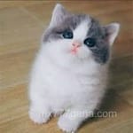 Avatar de Ramón Pineda